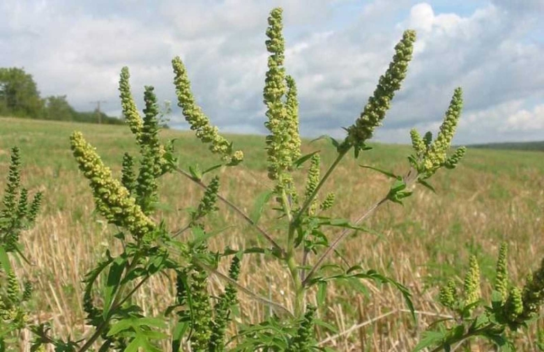 Амброзия растение