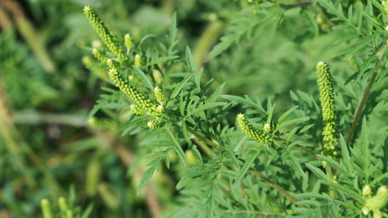 Цветущая амброзия