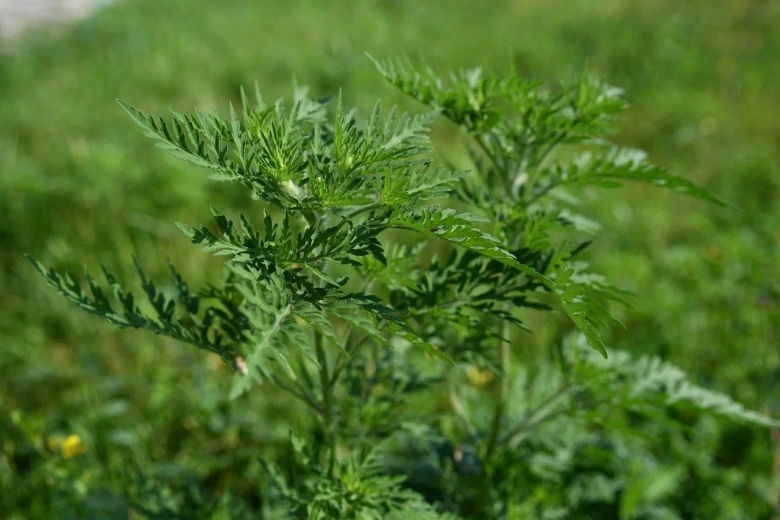 Трава амброзия