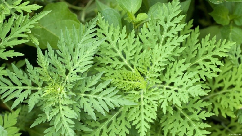 Цветущая амброзия