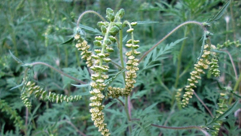 Сорняк амброзия полыннолистная