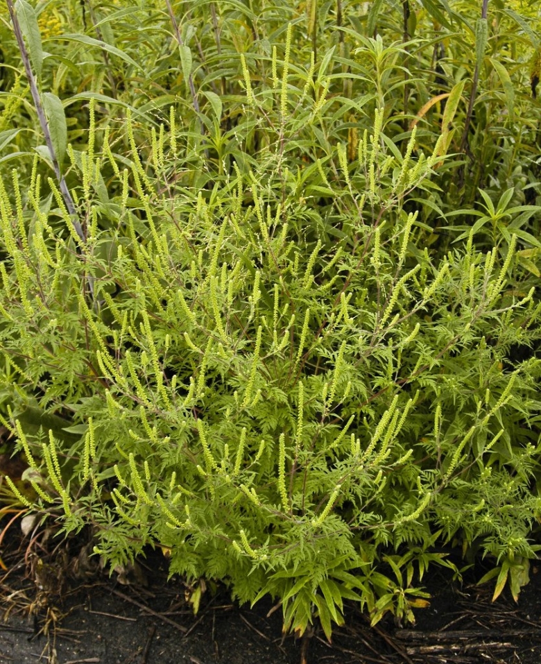 Трава амброзия