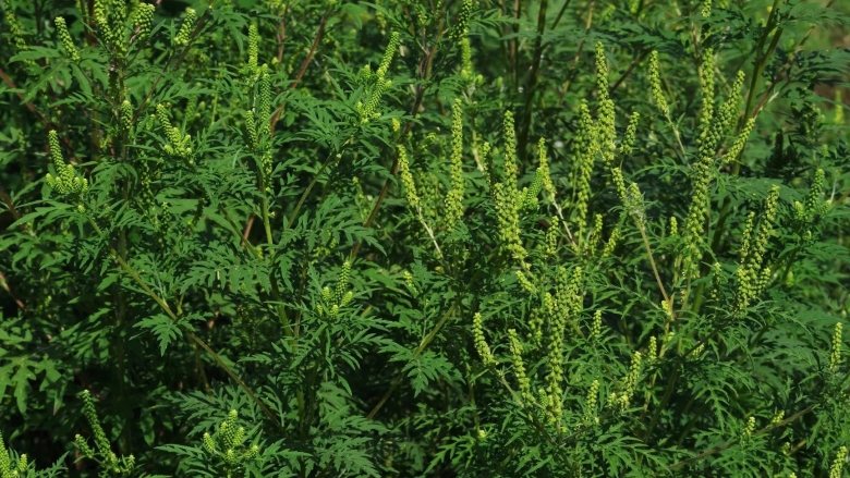 Амброзия обыкновенная