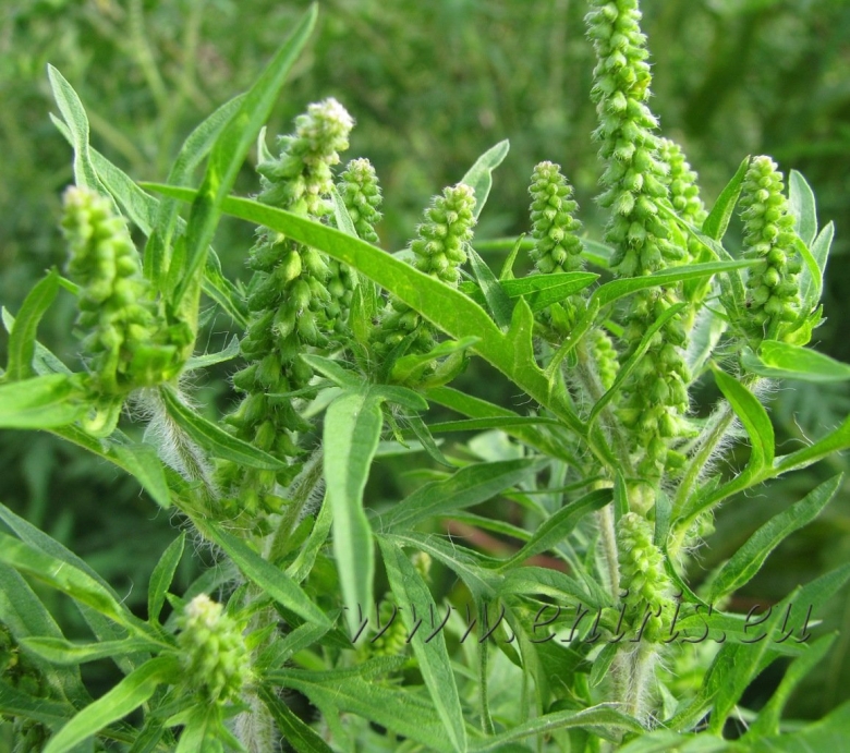 Амброзия трёхраздельная