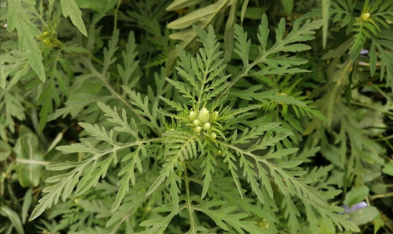 Амброзия полыннолистная растение