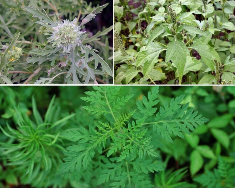 Амброзия растение сорные растения