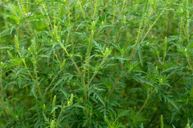 Амброзия сорняк аллерген