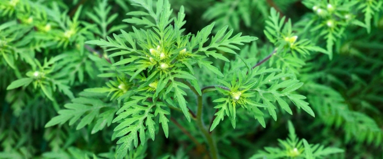 Семена амброзии