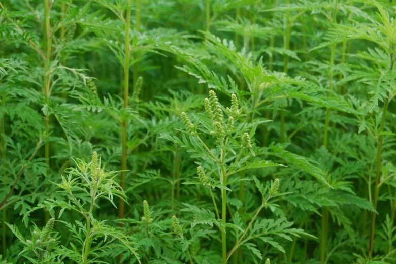 Амброзии полыннолистной