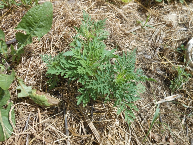 Амброзия полынная