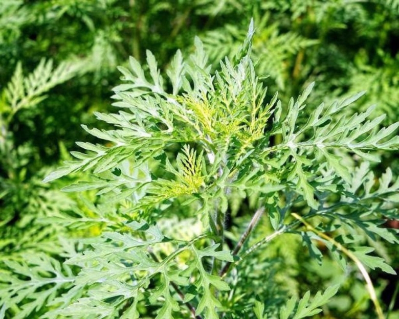 Полынь амброзия