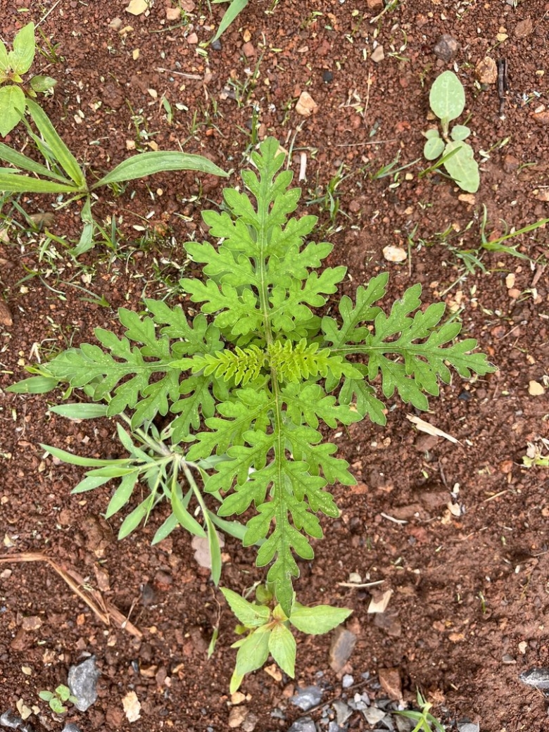 Амброзии полыннолистной