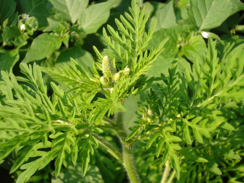 Амброзия трехраздельная