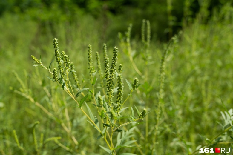 Амброзия карантинный сорняк