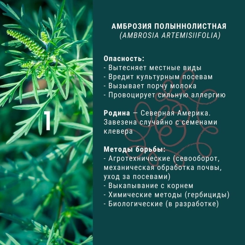 Амброзия полыннолистная описание