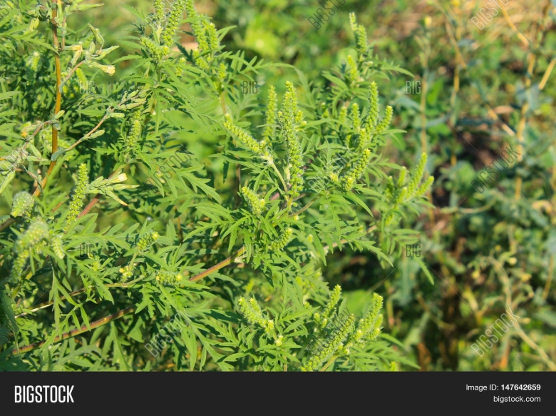 Перекрестные амброзии
