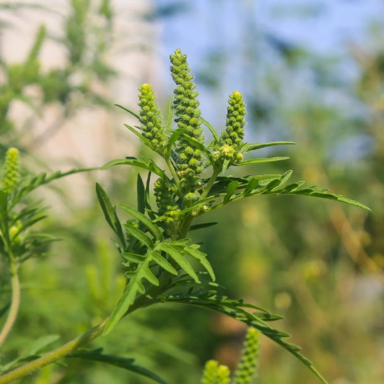 Амброзияполынолистная