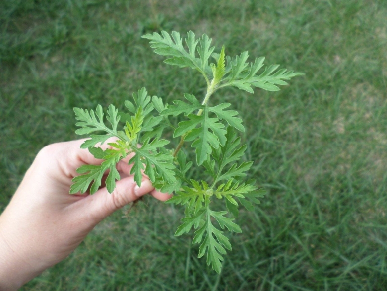 Трава амброзия