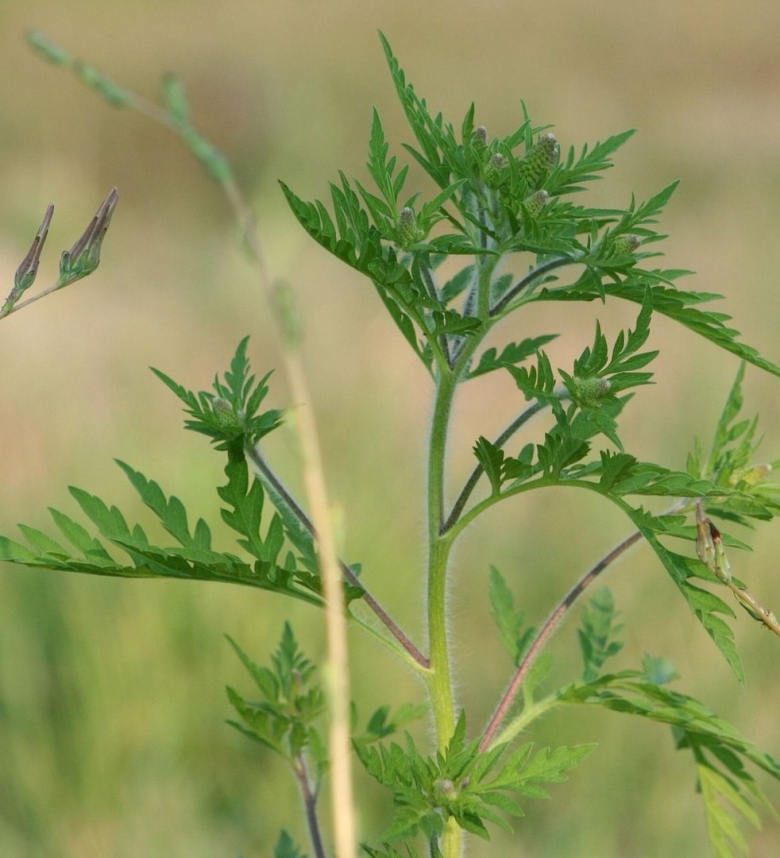 Амброзия трехраздельная