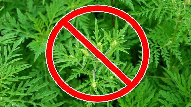 Сорняк амброзия полыннолистная