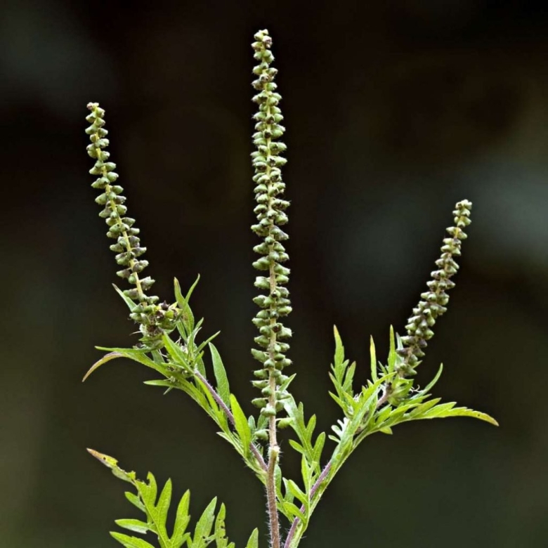 Амброзия метельчатая