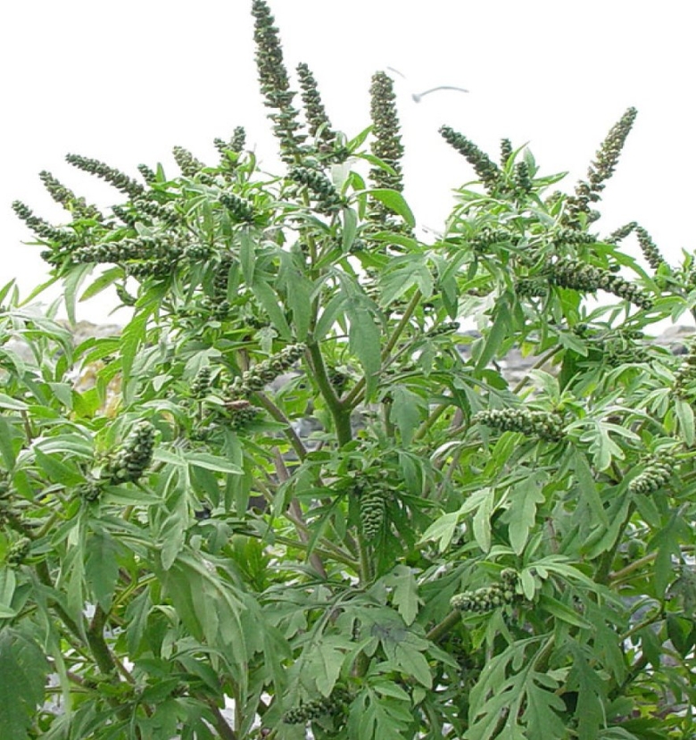 Амброзия трёхраздельная