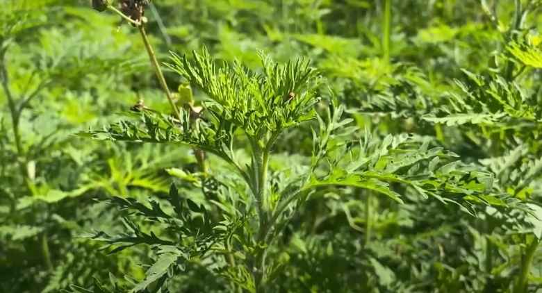 Трава амброзия