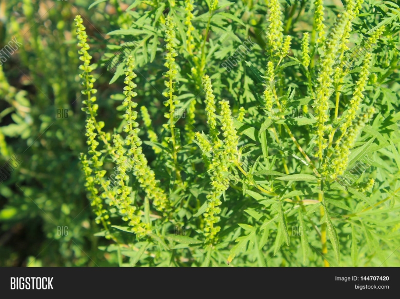 Амброзия полыннолистная цветение