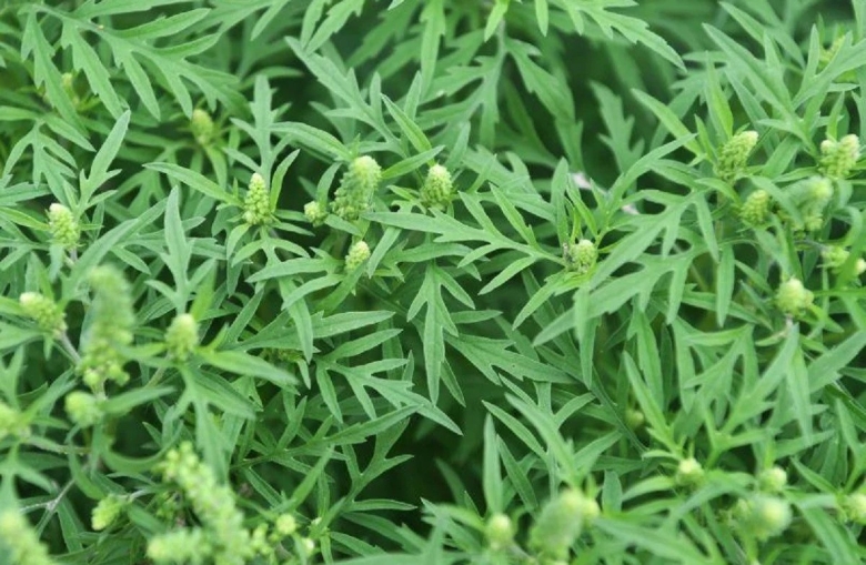 Опасный сорняк амброзия