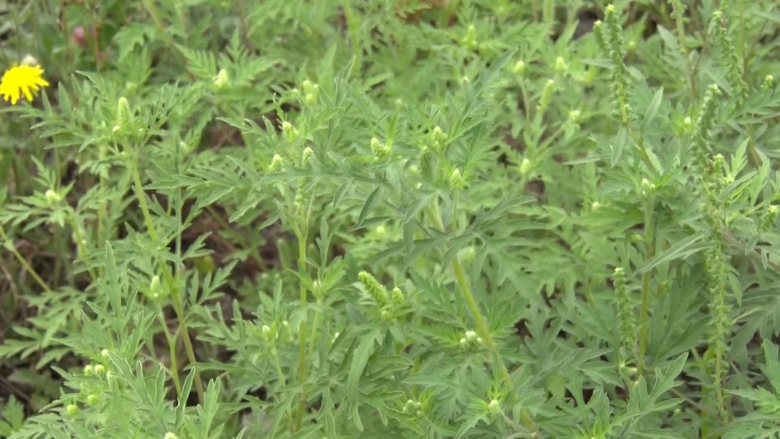 Амброзии полыннолистной