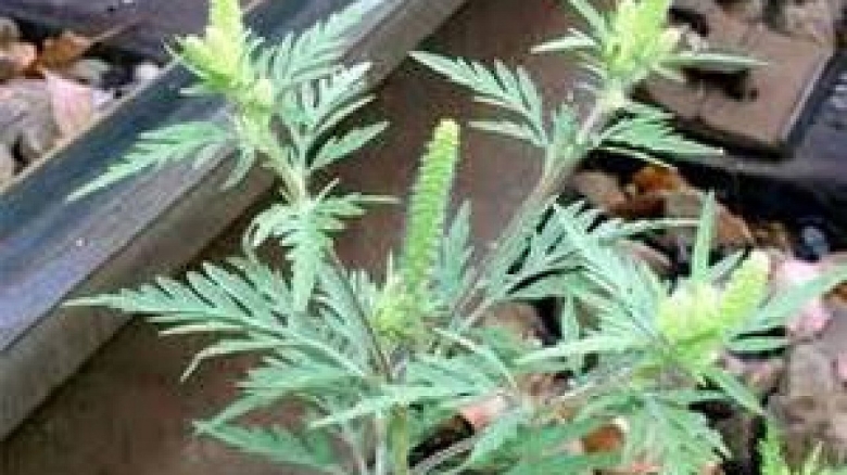 Амбро́зия полынноли́стная