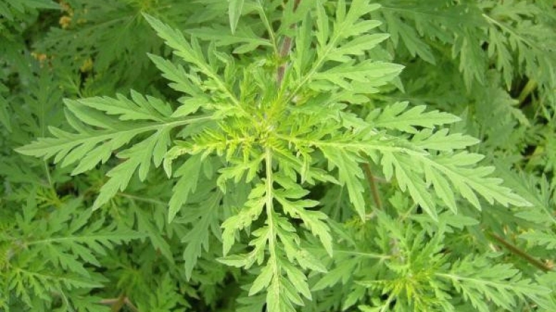 Амброзияполынолистная