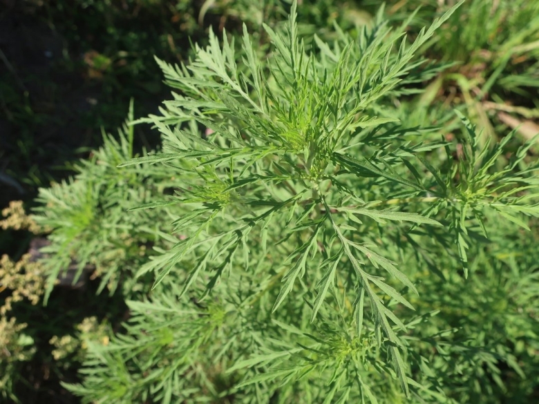 Полынь обыкновенная artemisia annua