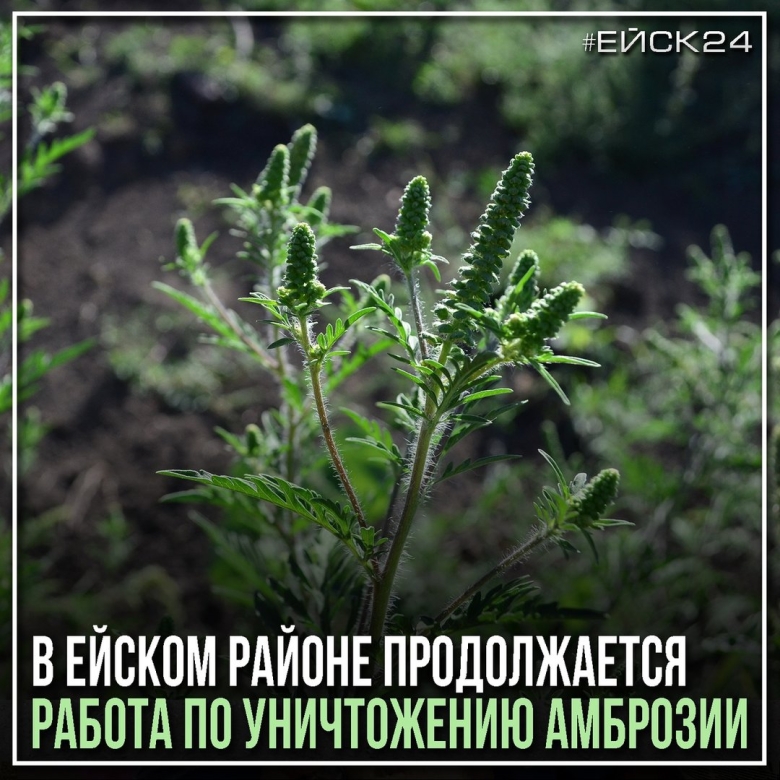 Сорняк амброзия