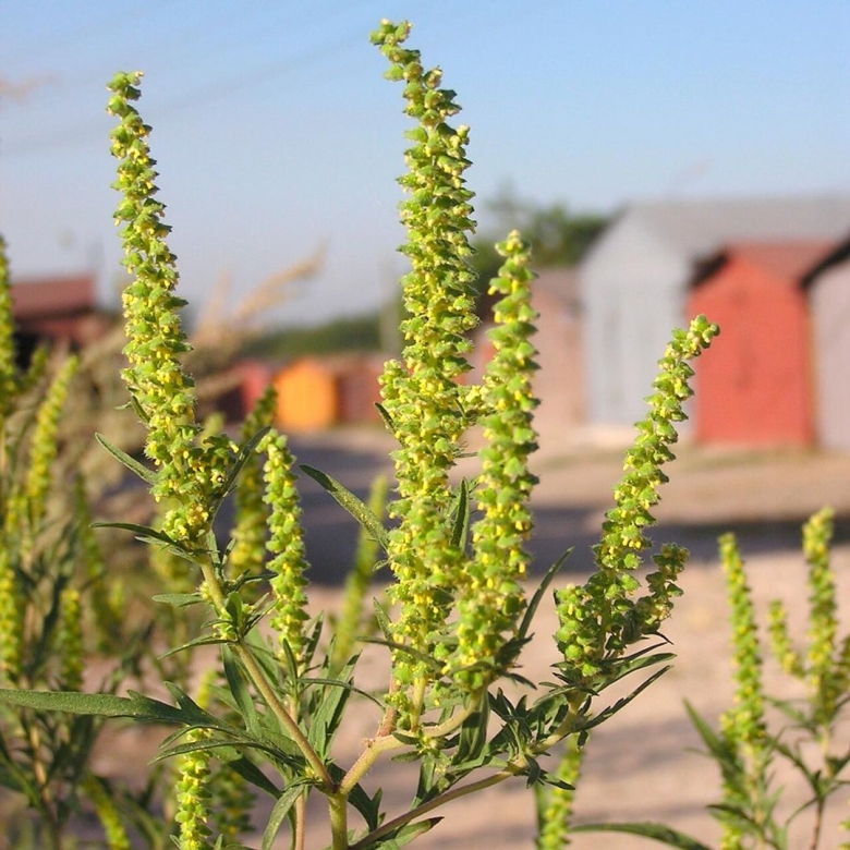Амброзия полыннолистная цветение