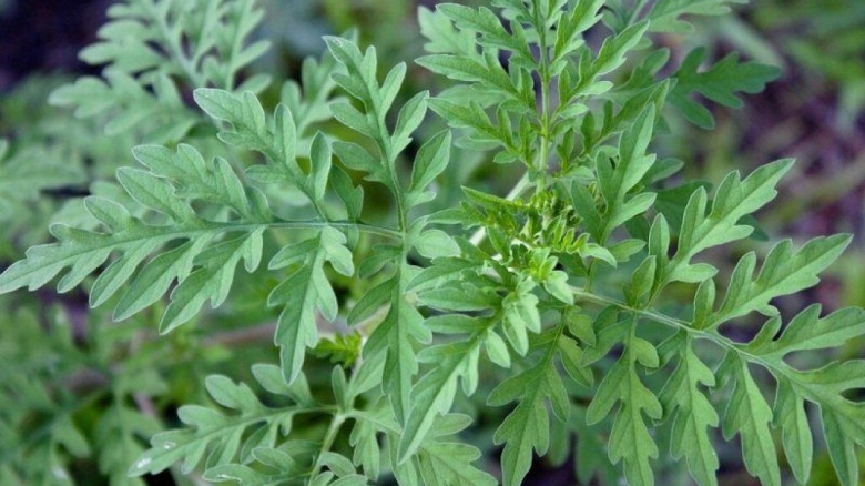 Амброзияполынолистная