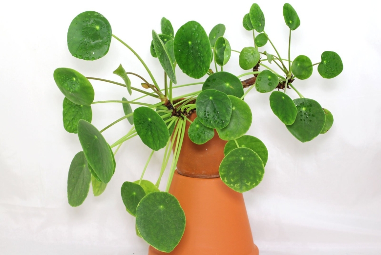 Pilea peperomioides пилея пеперомиевидная