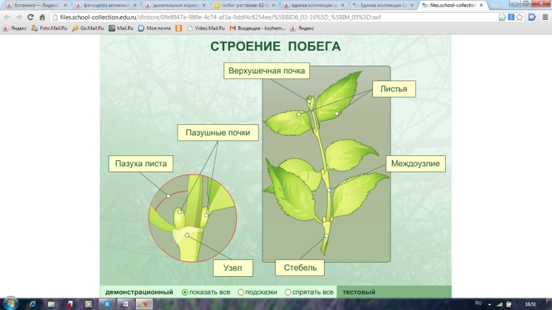 Строение побега биология класс
