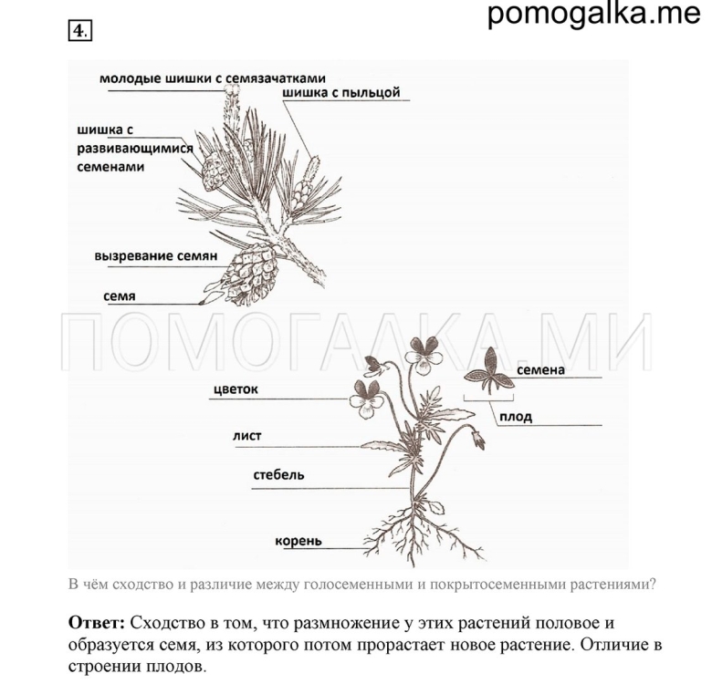 Рассмотрите рисунок строение высших семенных растений