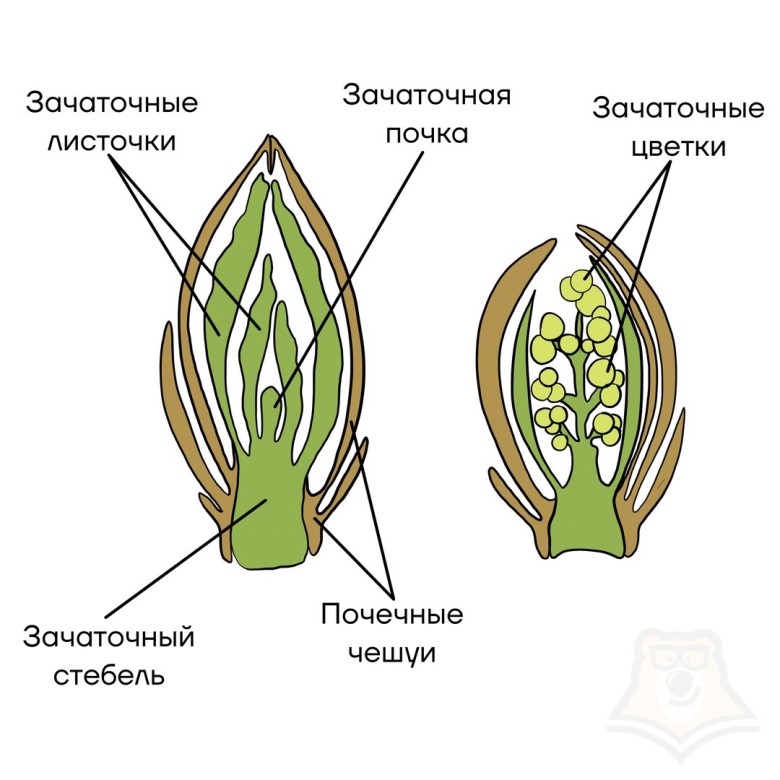 Зачаточный стебель у генеративной почки