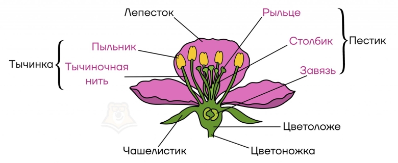 Рыльце цветка функции