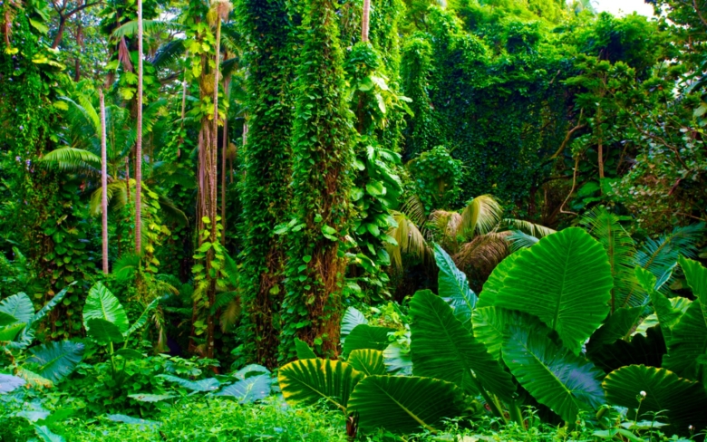 Южная Америка Сельва лианы