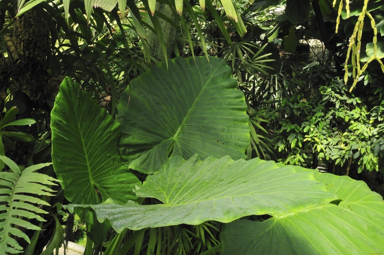 Тропические растения