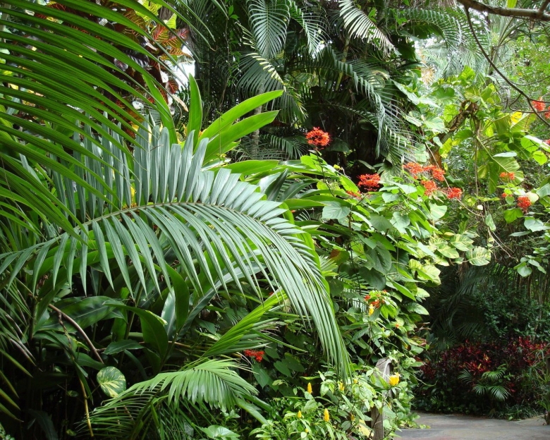 Чили Сельва тропические цветы