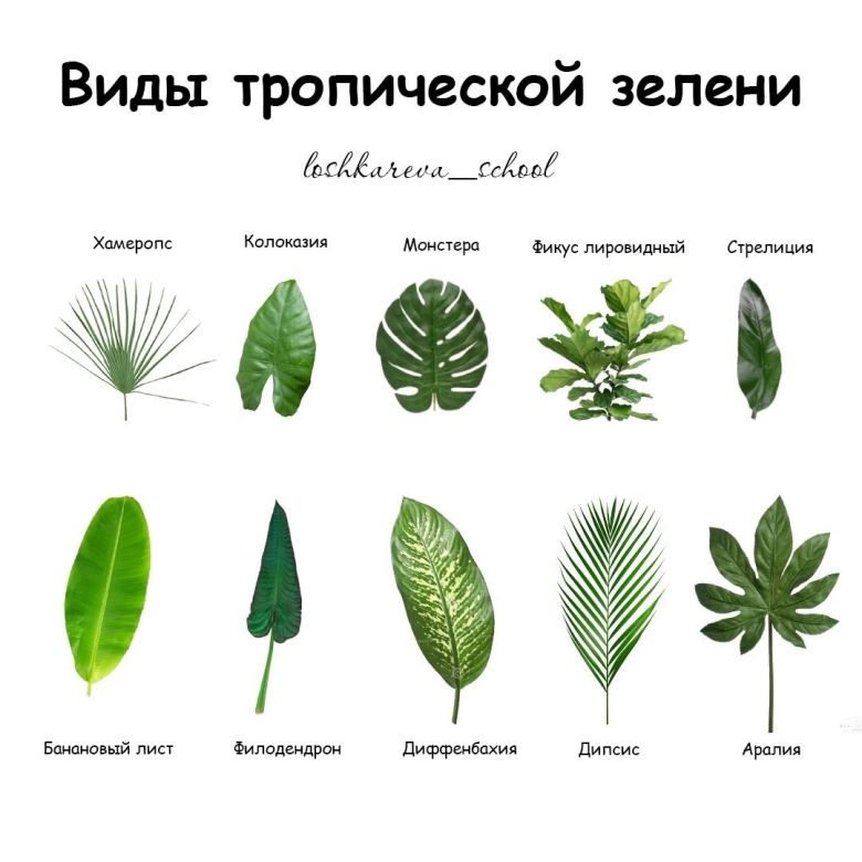 Лист тропический