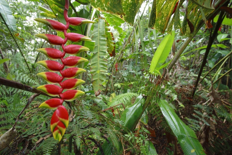 Чили Сельва тропические цветы