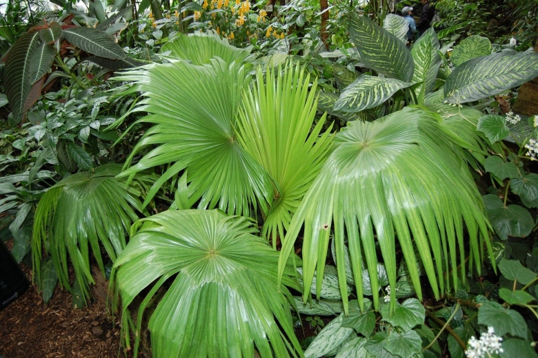 Лист тропического кустарника