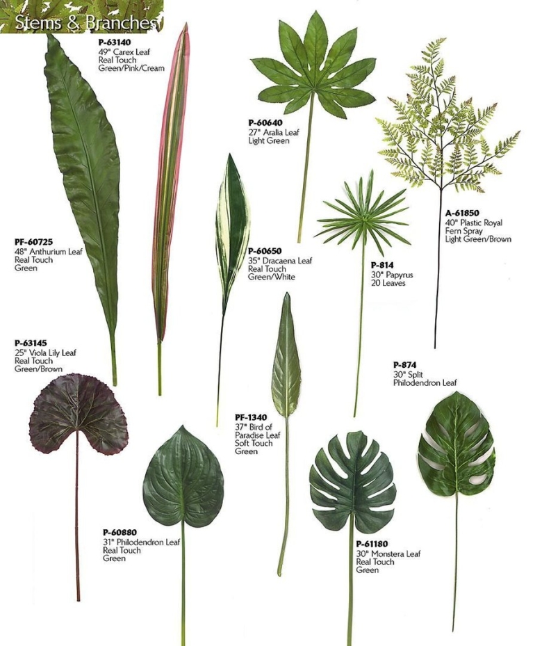 Тропические растения названия