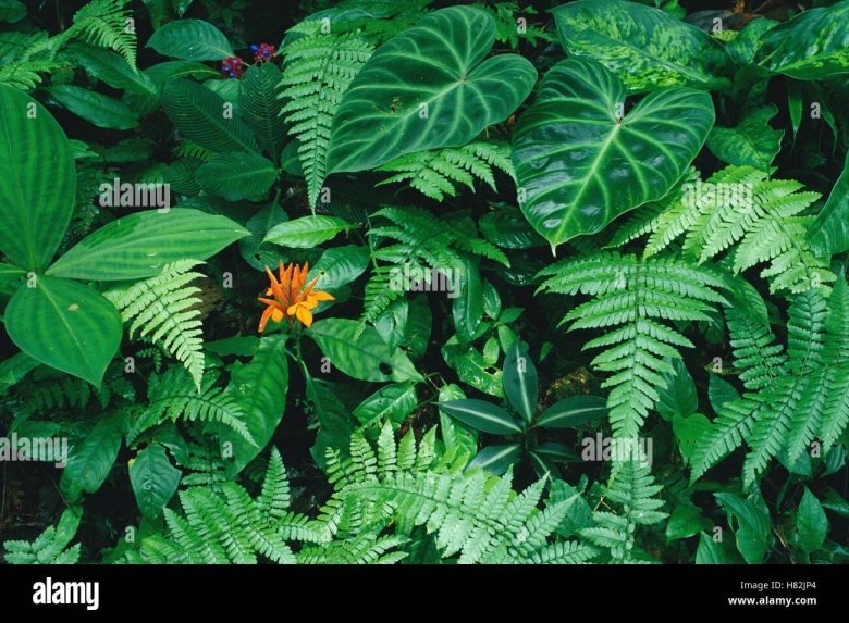 Филодендрон Рейнфорест