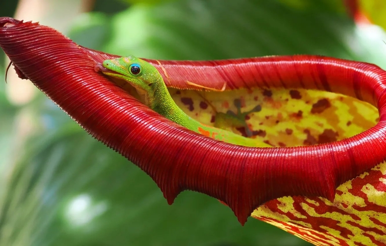 Непентес аттенборо